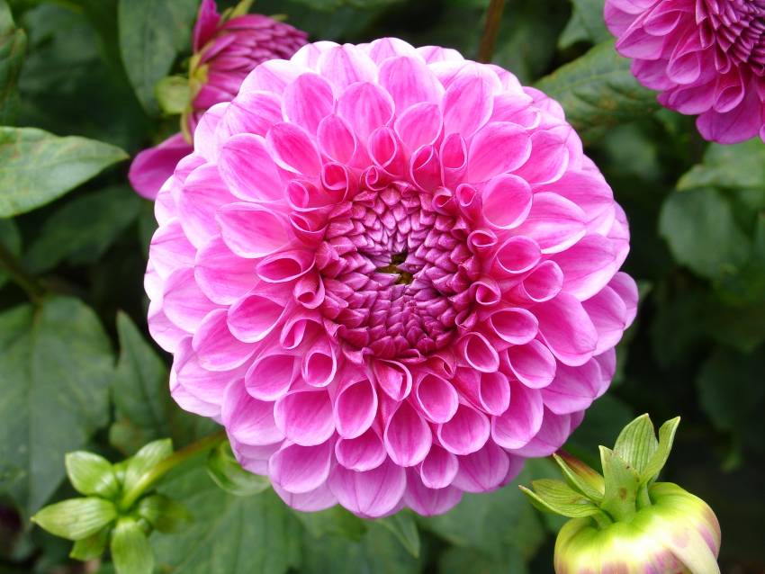 Dalia (Dahlia)