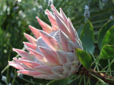 PROTEA (Coraggio)