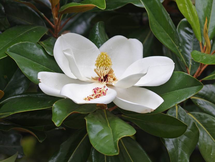 Magnolia (Magnolia grandiflora)