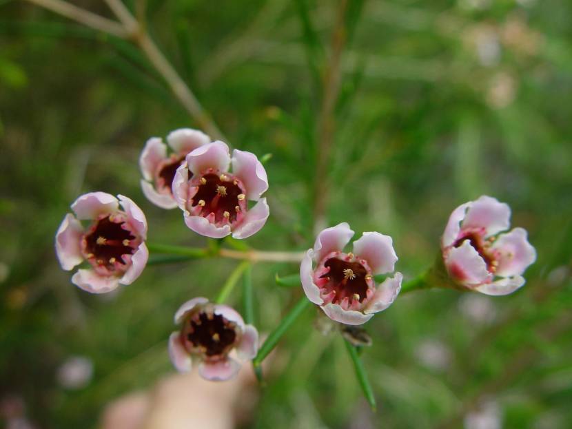 Wax flower (Chamelaucium uncinatum)