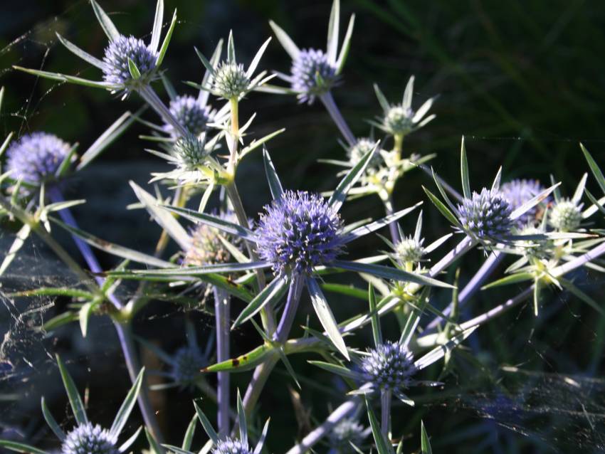 Eryngium (o Calcatreppola)