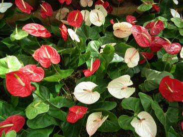 ANTHURIUM (Amore e Amicizia)