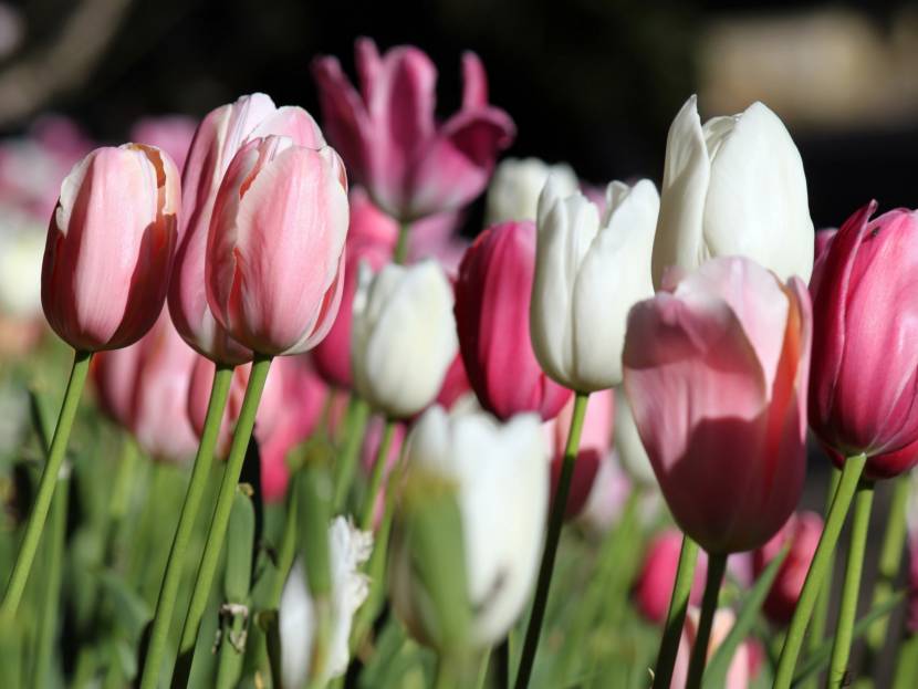 Tulipano (Tulipa)