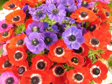 ANEMONE (Perseveranza e Speranza)