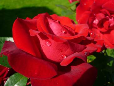 ROSA (Amore)